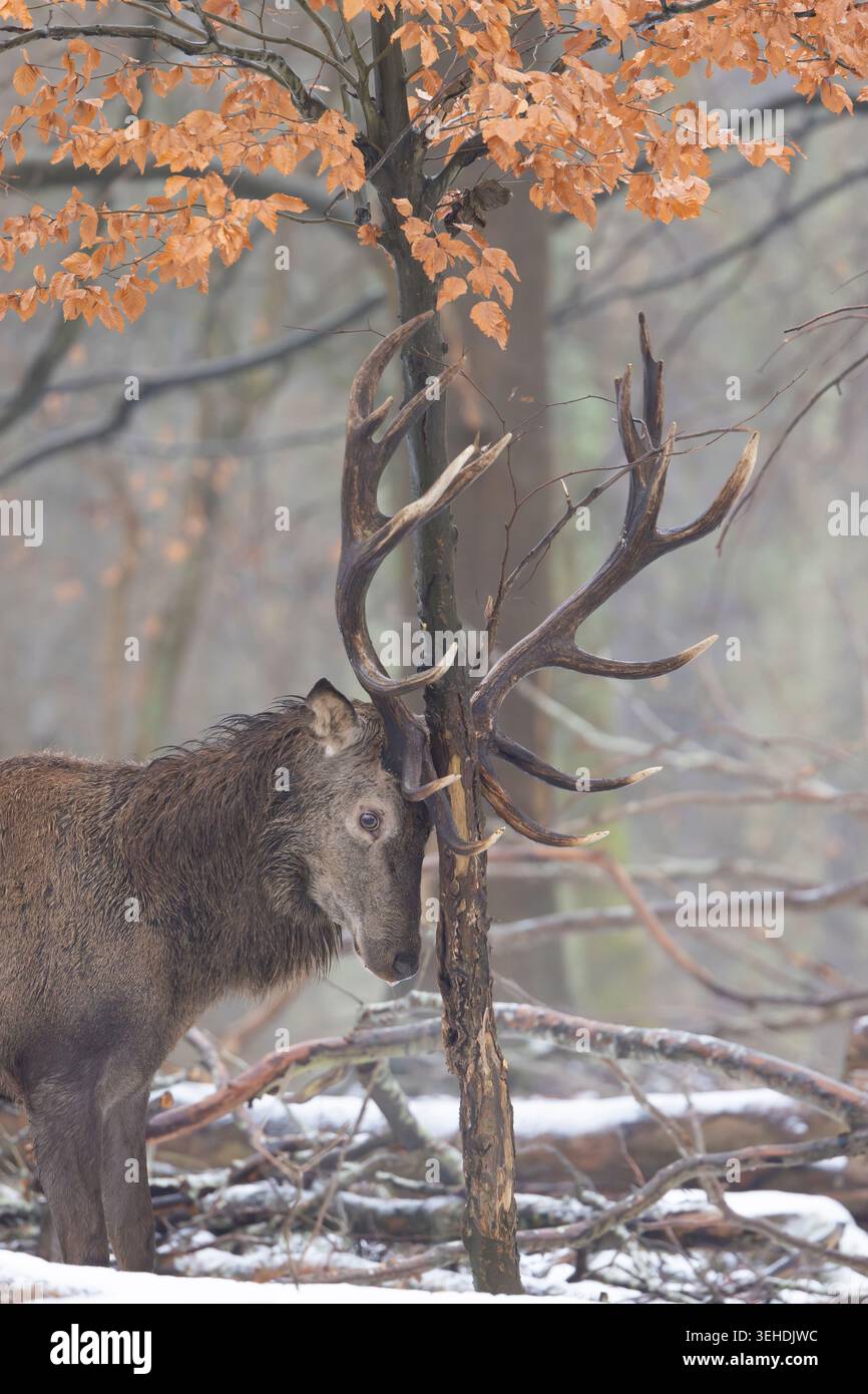 Cervo rosso, Cervus elaphus, cervo rosso, Danimarca Foto Stock