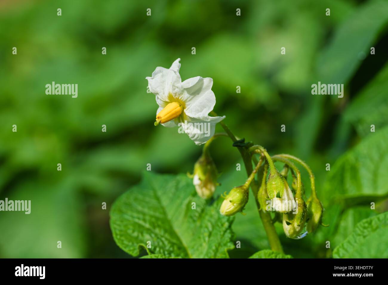 Primo piano dettagliato del fiore di patate circondato da foglie rugose alla luce naturale del sole Foto Stock