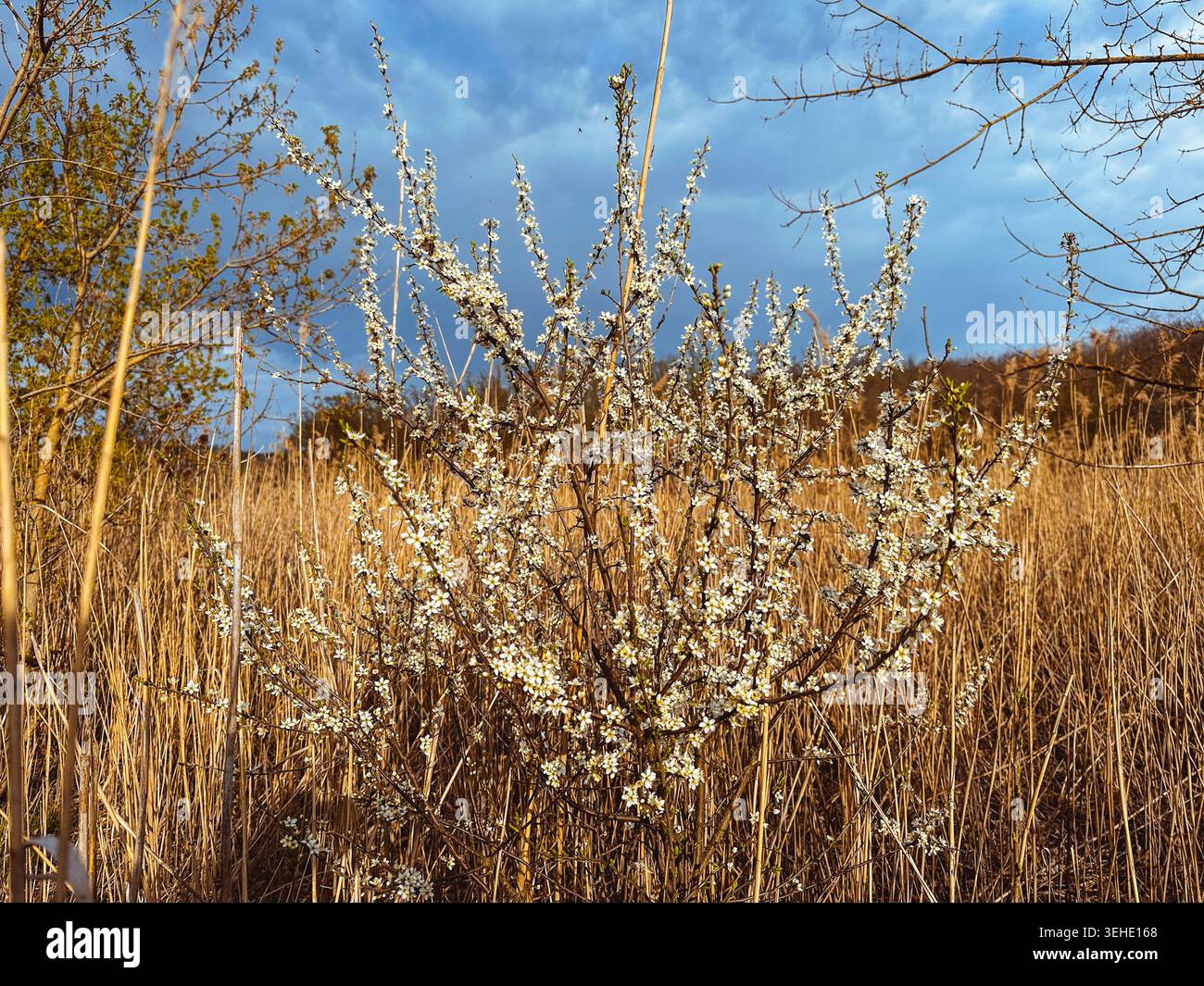 annata asciutta nel vento Foto Stock
