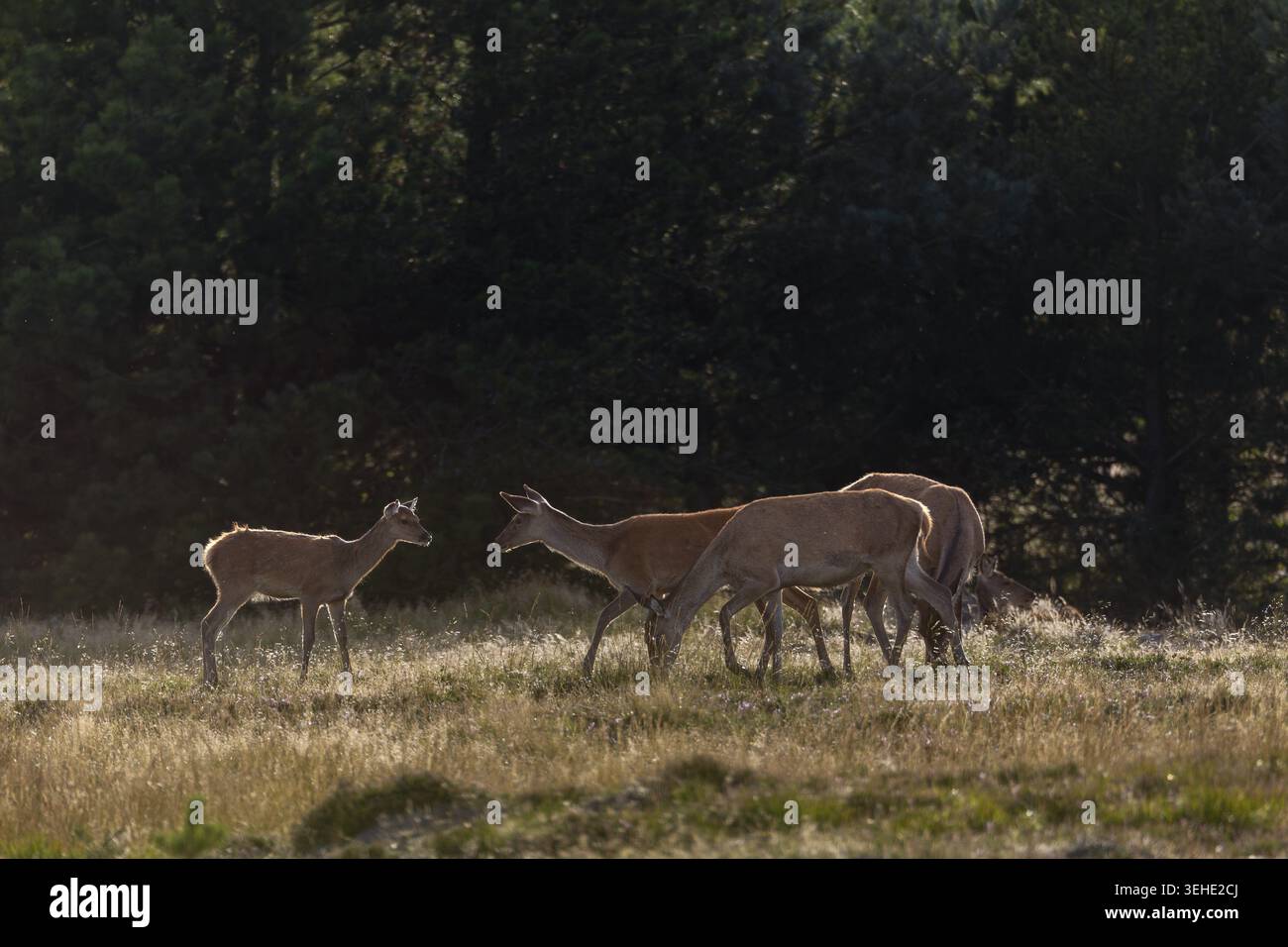 Molti animali che vivono in mandrie hanno un comportamento sociale pronunciato, questo vale anche per il cervo rosso (Cervus elaphus), qui il vitello è in attesa e un piccolo Foto Stock