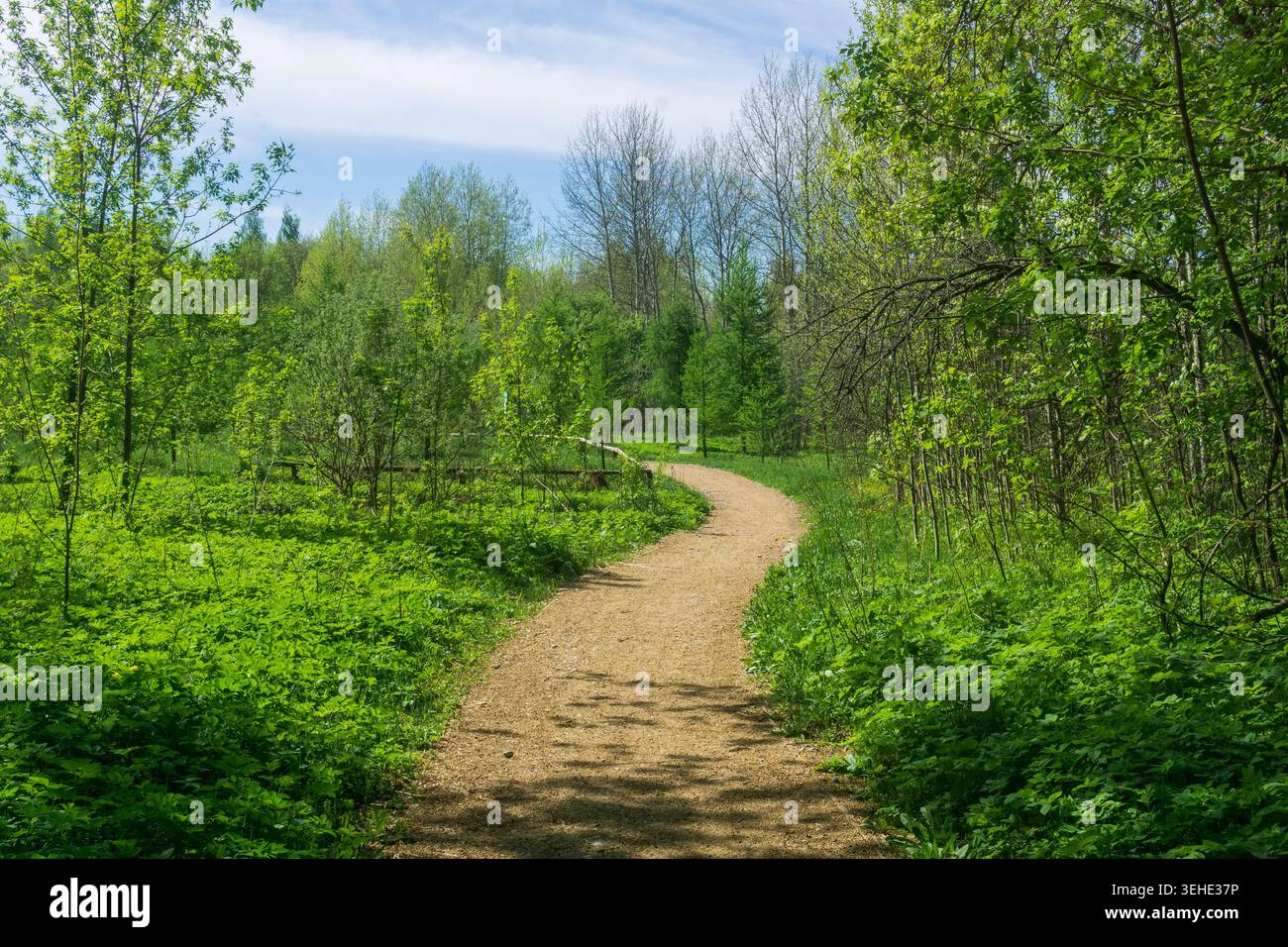 Sentiero nella foresta primaverile. Paesaggio primaverile. Foresta primaverile. Paesaggio primaverile Foto Stock