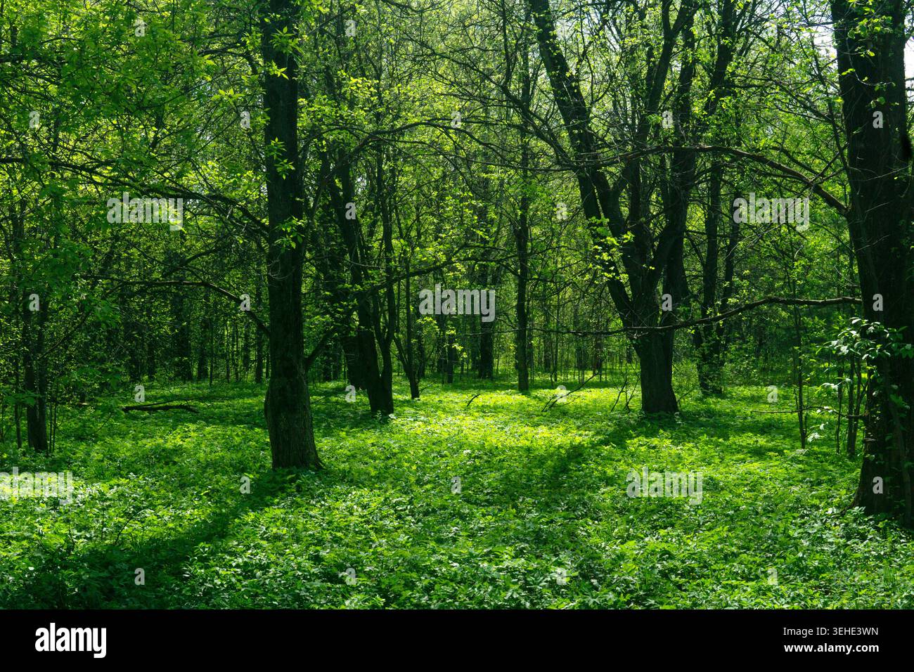 Foresta verde in primavera. La luce del sole nella foresta verde. Foto Stock