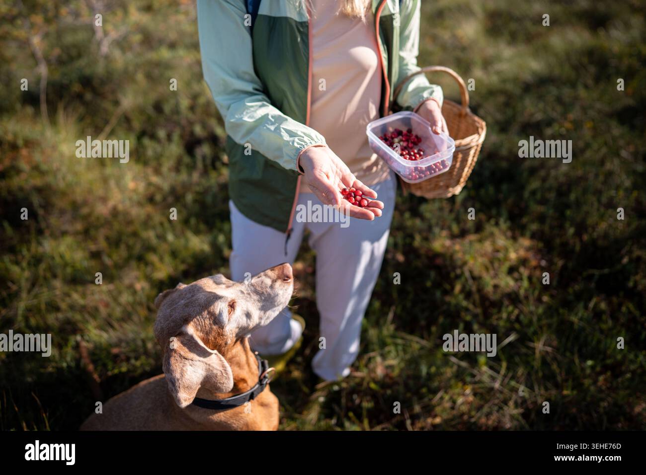 Camminata giornaliera con il cane Vizsla che raccoglie mirtilli rossi insieme nella palude della foresta autunnale. Foto Stock