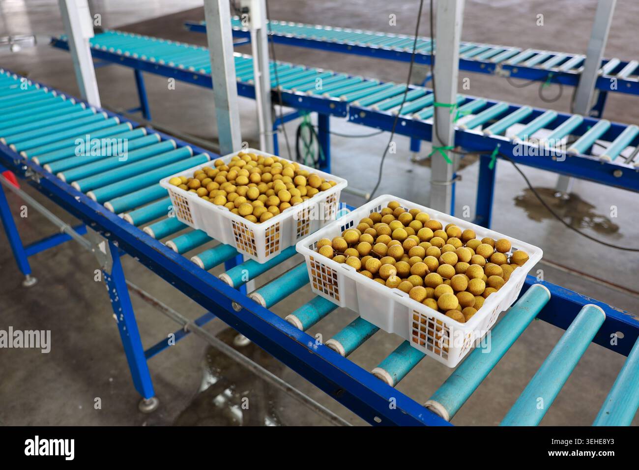 Frutta fresca gialla all'interno di un nastro trasportatore a rulli blu con cestello in plastica bianca moderno impianto di smistamento agricolo che rappresenta un'efficiente industria Foto Stock