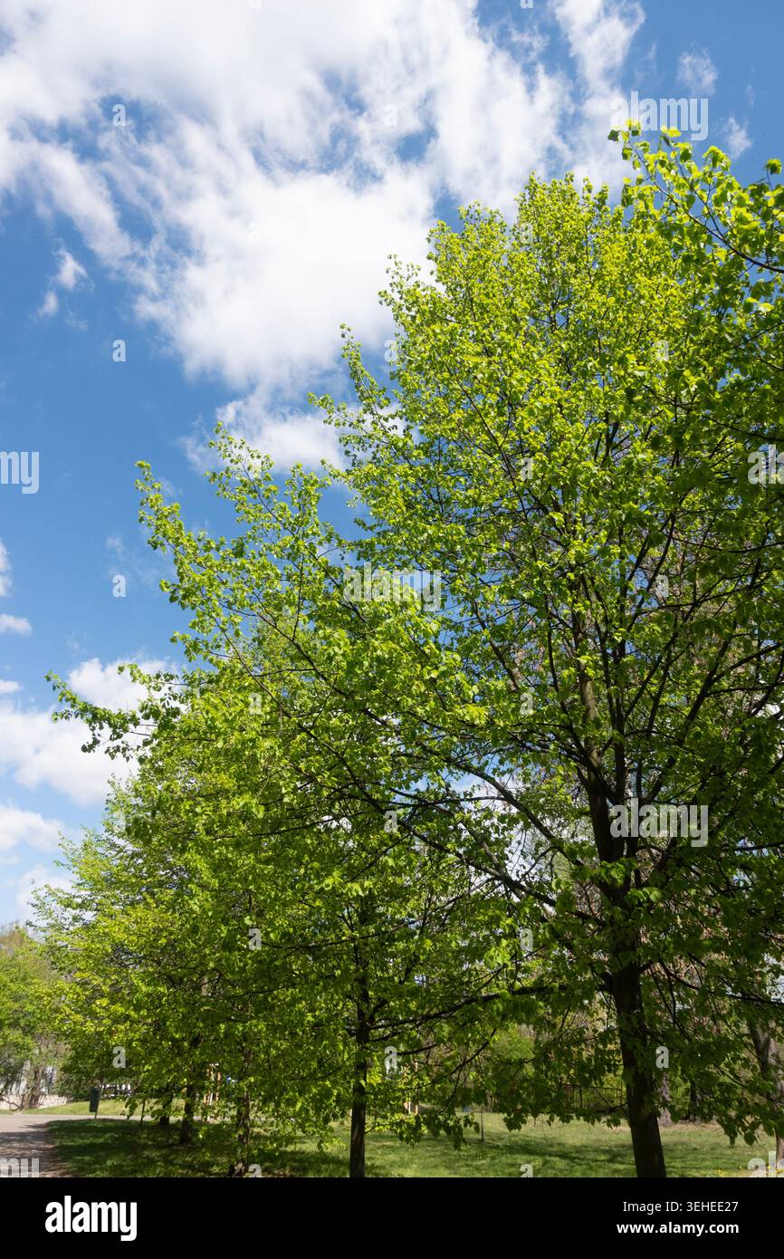 Freschi alberi primaverili con foglie verdi luminose sotto un cielo blu con nuvole bianche in un parco soleggiato Foto Stock