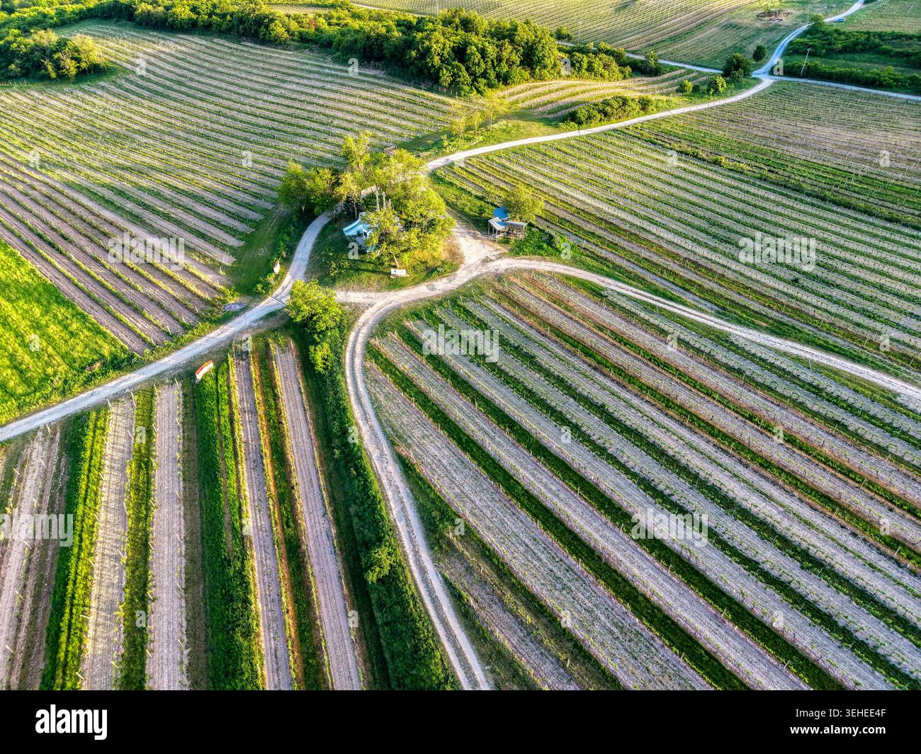 Vista aerea delle piantagioni di vigneti e delle curve strade di campagna che creano motivi geometrici nel paesaggio rurale durante la calda luce del sole serale. Foto Stock