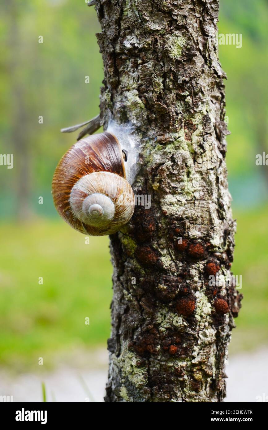 Primo piano di una lumaca con una conchiglia a spirale che sale su un tronco di albero testurizzato in natura Foto Stock