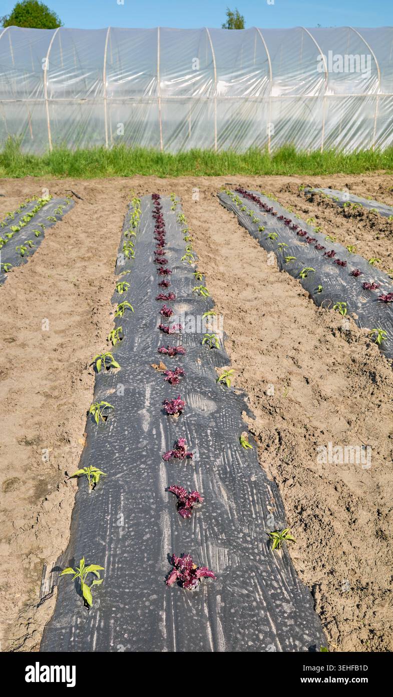 File di verdure biologiche coltivate sotto pacciame di plastica. Foto Stock