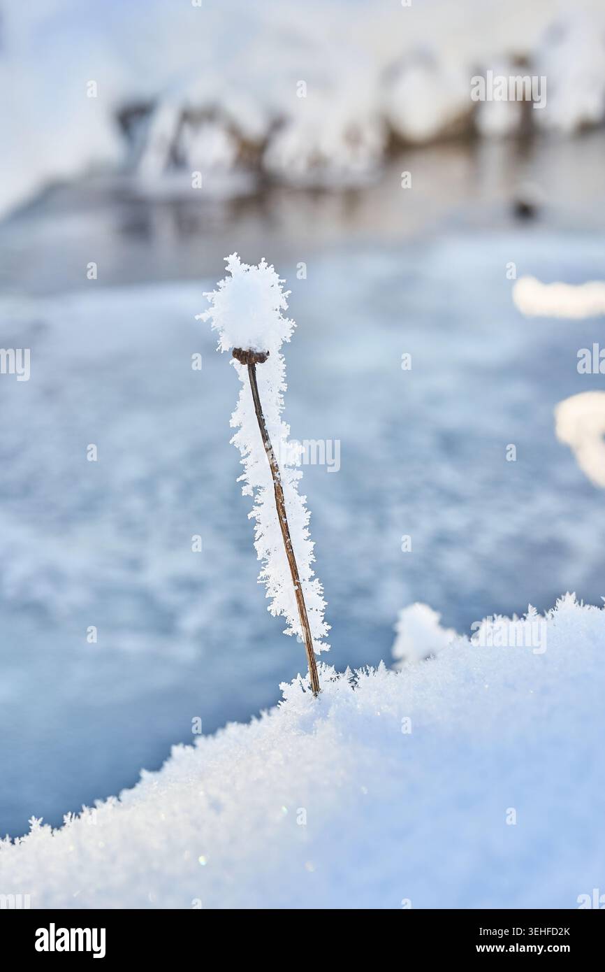 Un delicato stelo vegetale ricoperto di ghiaccio ostinato sorge dalla neve fresca accanto a un fiume parzialmente congelato. Foto Stock