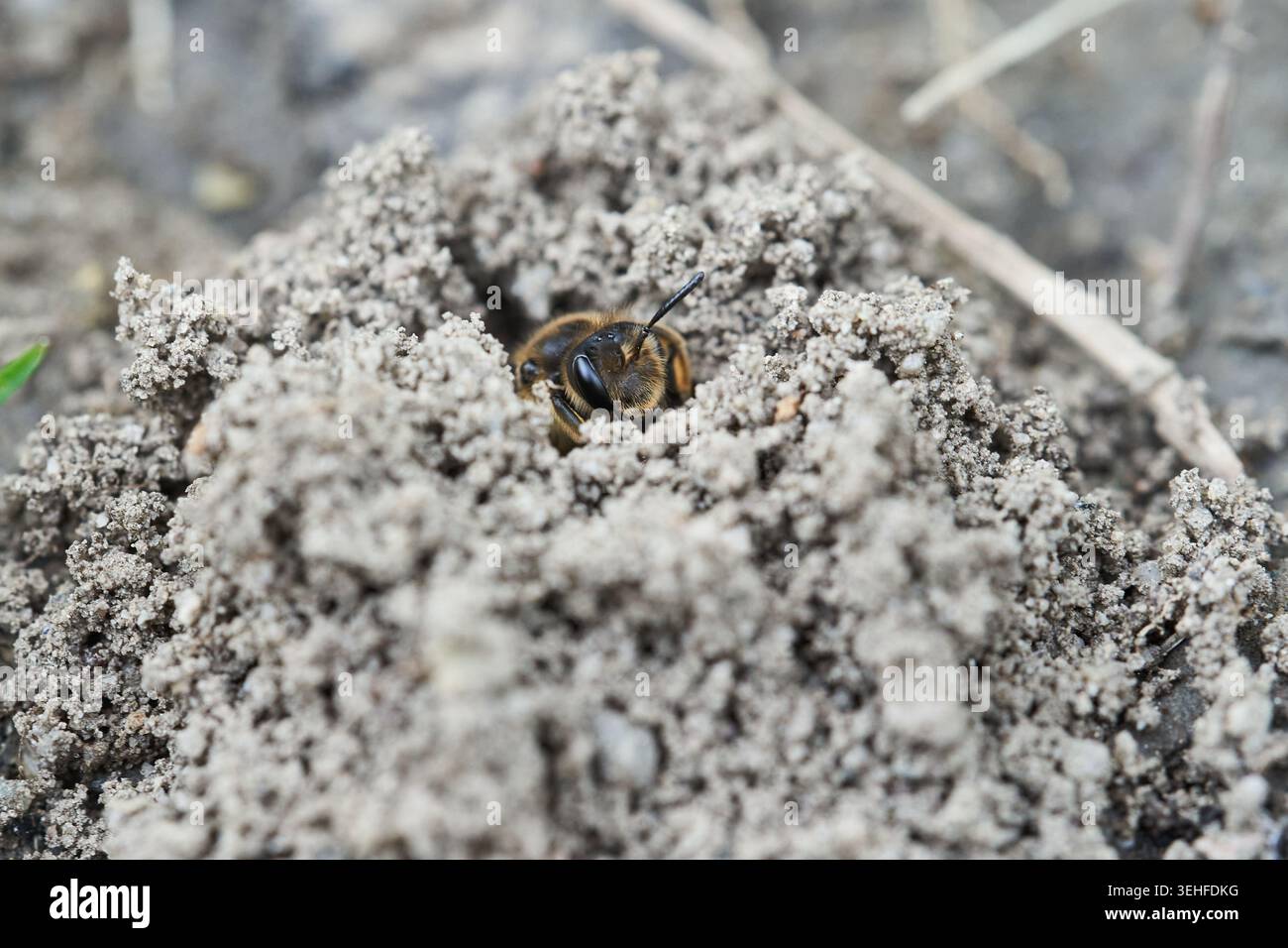 Ape solitaria che emerge dalla sua tana sabbiosa in suolo secco, natura ravvicinata e dettagli impollinatori. Foto Stock