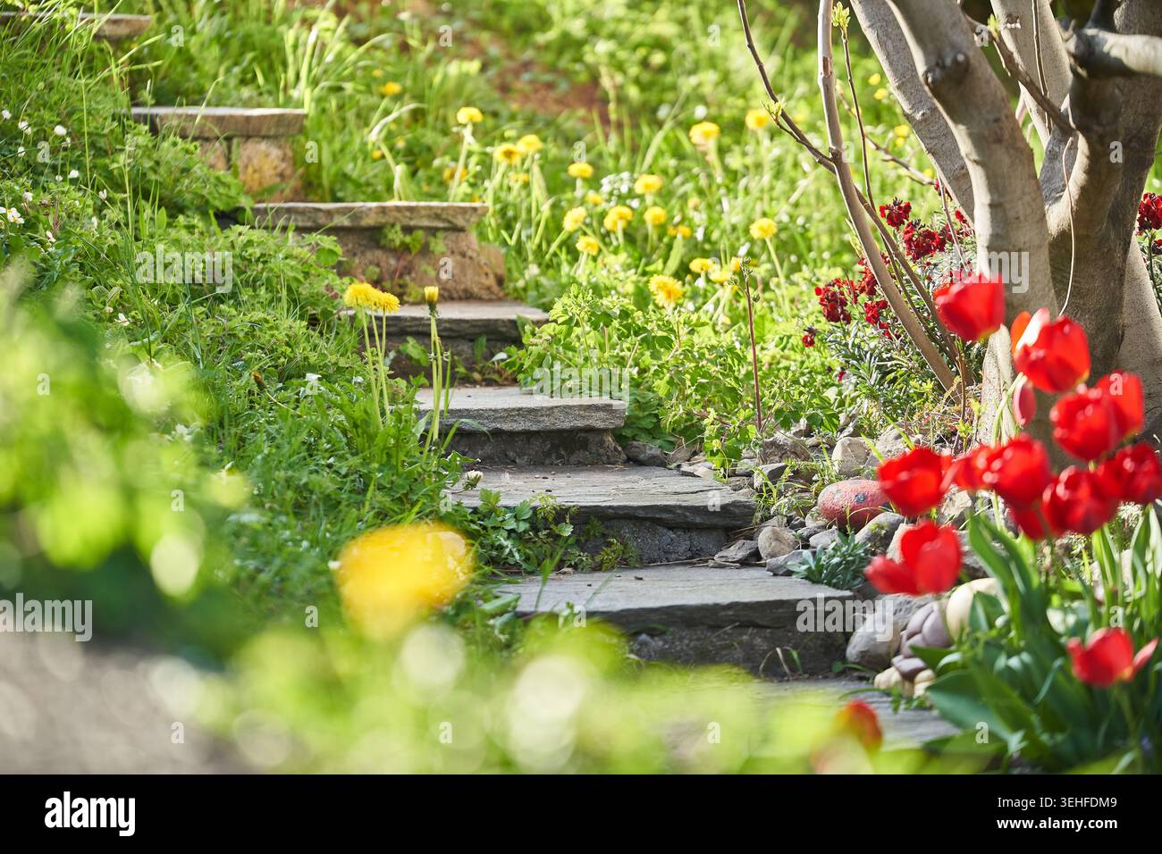 Un percorso illuminato dal sole sul retro di scalinate in pietra circondato da tulipani rossi, leoni e lussureggiante vegetazione primaverile. Foto Stock