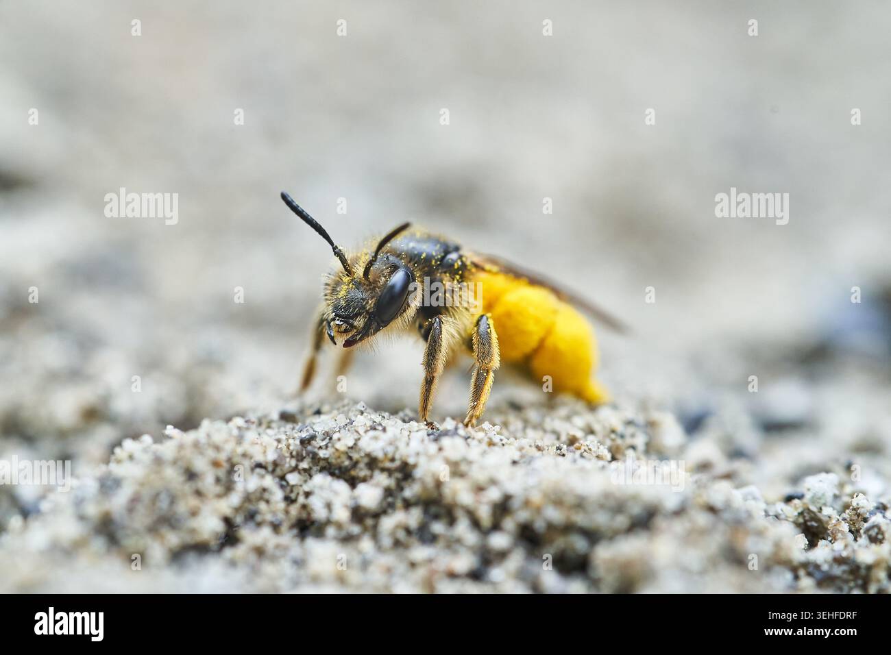 Ritratto ravvicinato di un'ape solitaria che trasporta polline giallo brillante mentre cammina sulla sabbia. Foto Stock