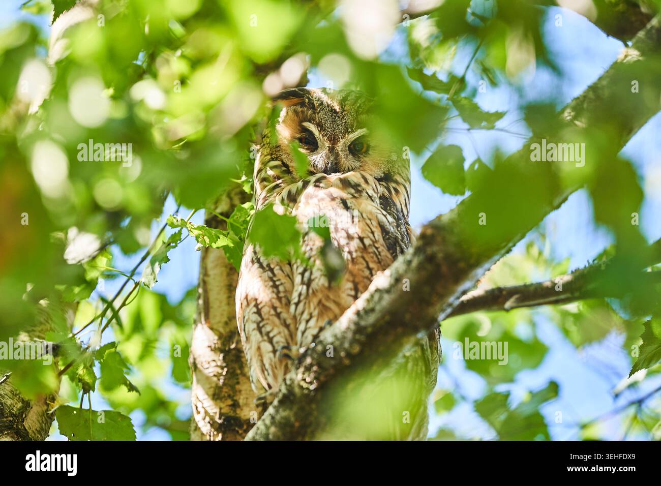 Un gufo mimetico arroccato su un ramo d'albero tra foglie verdi, guardando tranquillamente i suoi dintorni boschivi. Foto Stock