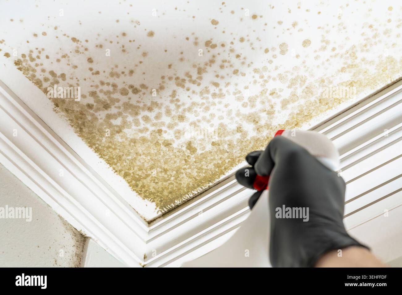 Primo piano dello stampo a soffitto per la pulizia delle mani. Vista dettagliata della rimozione della muffa dai bordi della modanatura della corona. Scena fai da te che mostra l'applicazione del pulitore per stampi Foto Stock