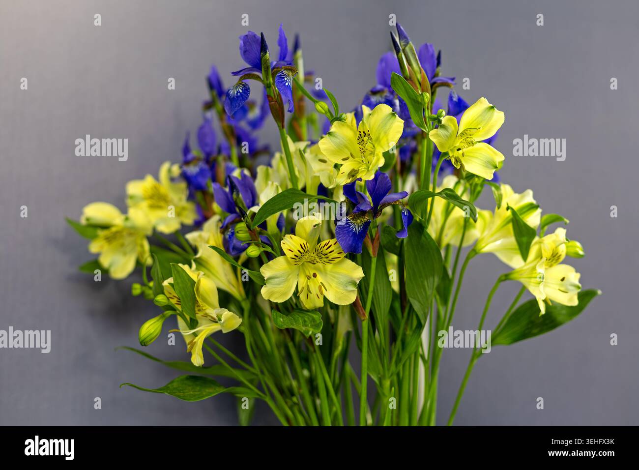 Bouquet di Iris blu e giglio giallo. Fresco bouquet di Iris blu e gigli gialli con foglie verdi su un morbido sfondo grigio, ideale per i fiori Foto Stock