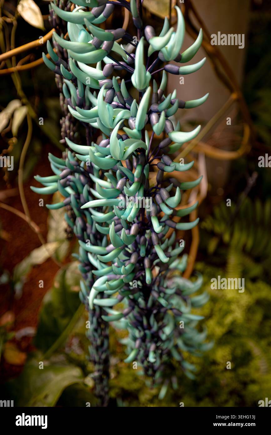 Vigna di giada (Strongylodon macrobotrys) che fiorisce all'interno della serra del Giardino Nazionale di Shinjuku Gyoen a Tokyo, Giappone. Foto Stock