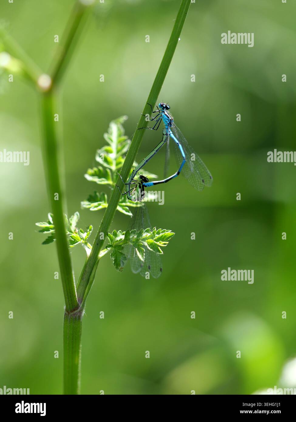 Comuni damigliole blu enallagma cyathigerum mating, Northamptonshire, Regno Unito Foto Stock