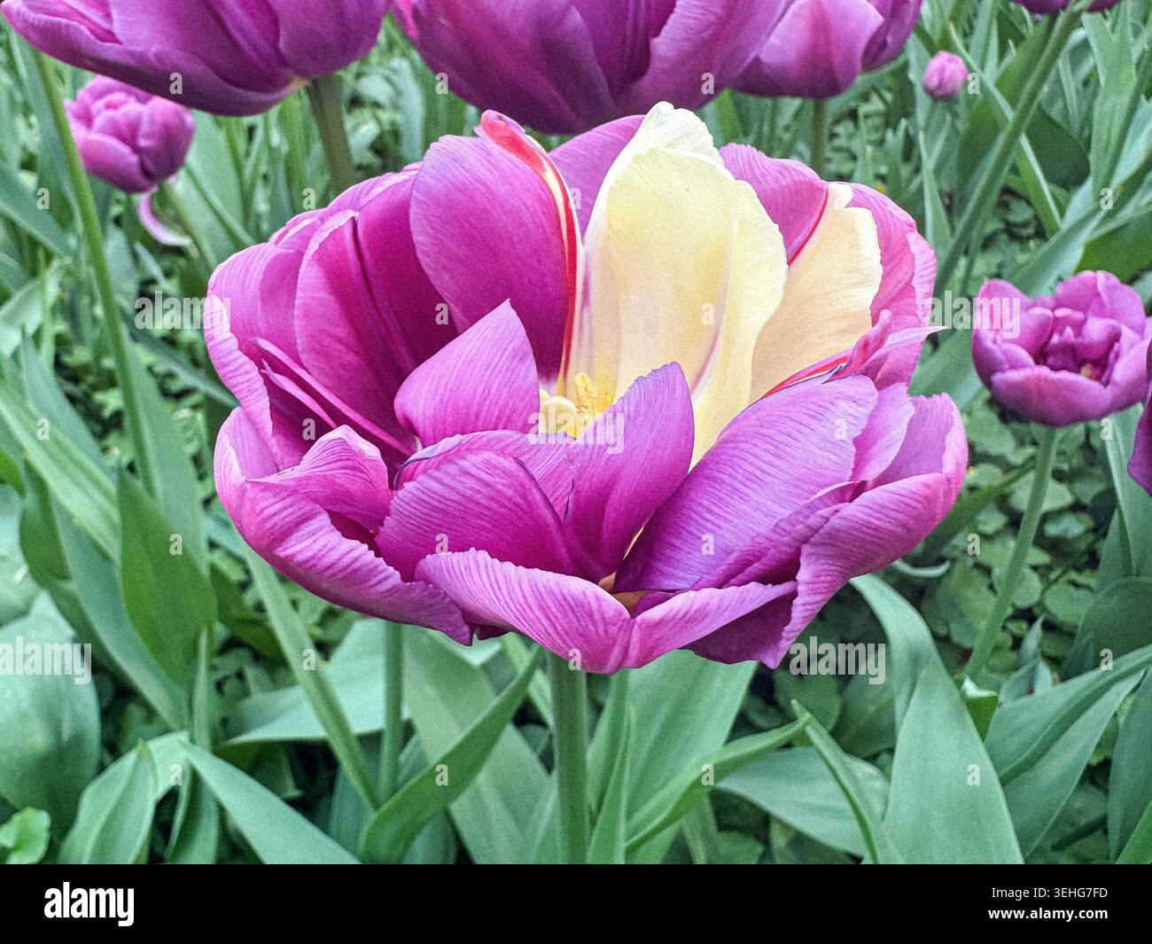 Vista dall'alto di una tazza di caffè con un viso giocoso realizzato con fondi di caffè in schiuma cremosa. Primo piano di un tulipano viola con petali arricciati - Immagine stock catturata con smartphone