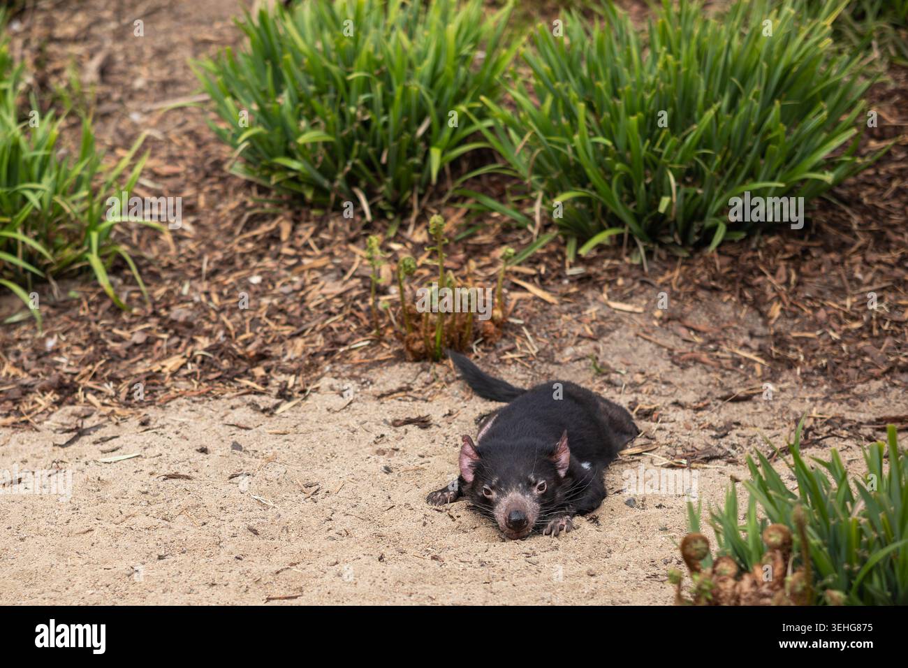 Il Diavolo della Tasmania giace sulla sabbia nel giardino zoologico. Il più grande marsupiale carnivoro che riposa nello zoo. Foto Stock