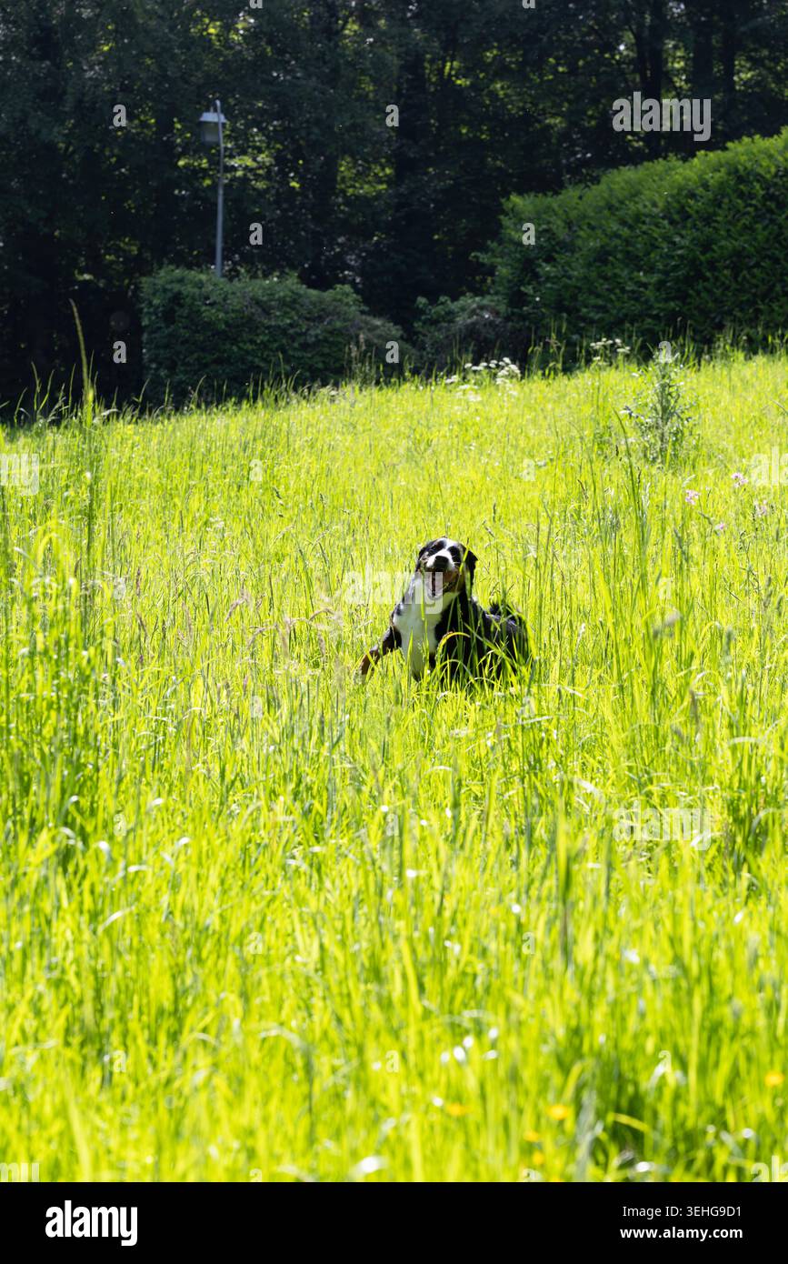 Un cane tricolore felice - Appenzeller Sennenhund - che corre attraverso un prato verde illuminato dal sole verso la macchina fotografica in una calda giornata estiva Foto Stock