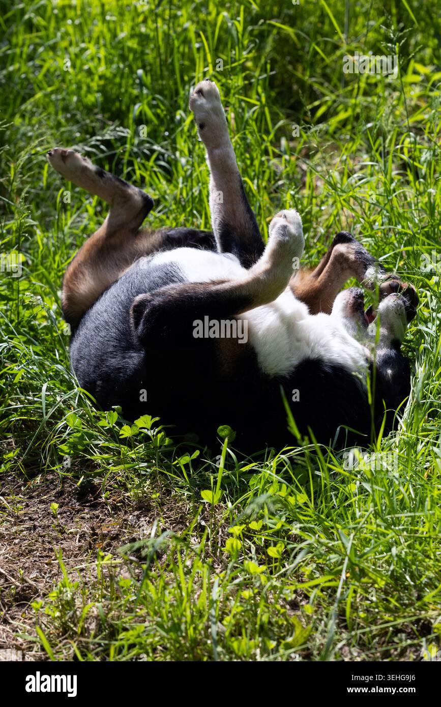 Buon cane tricolore - Appenzeller Sennenhund - che rotola sull'erba in una giornata estiva di sole Foto Stock