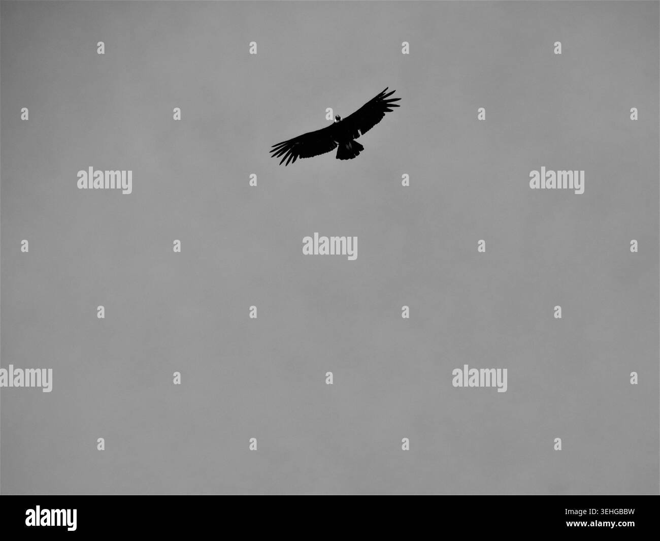 Uccello voltoio che vola in bianco e nero, simboleggiando la libertà e la natura Foto Stock