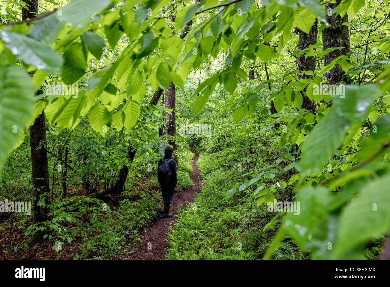 Escursione sul Coontree Loop Trail nella Pisgah National Forest, vicino a Brevard, North Carolina, Stati Uniti Foto Stock