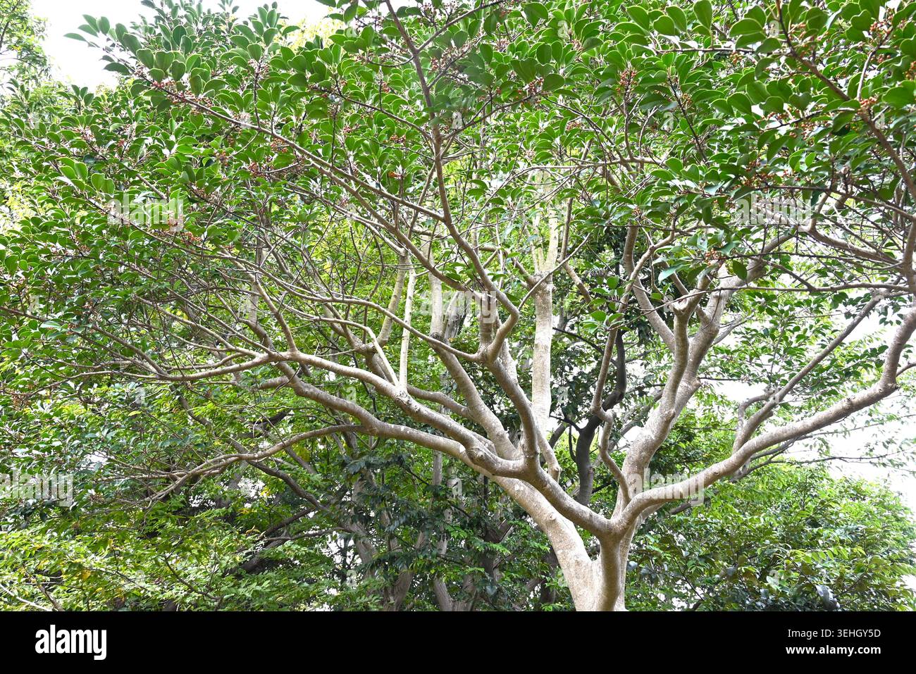 Frutti (drupe) di agrifoglio tondo (Ilex rotunda). Aquifoliaceae sempreverdi. È divino, significa che solo le piante femminili producono frutti che maturano di rosso. Foto Stock