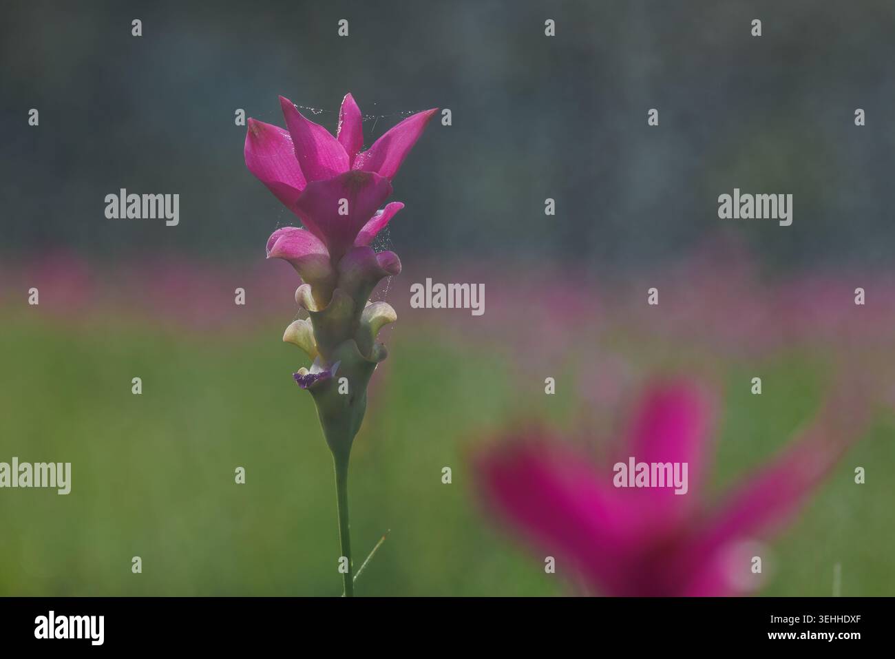 Uno studio ravvicinato di un fiore di tulipano siam che mostra delicati bratti rosa e ragnatele di seta fini adatti a concetti botanici e ambientali. Foto Stock