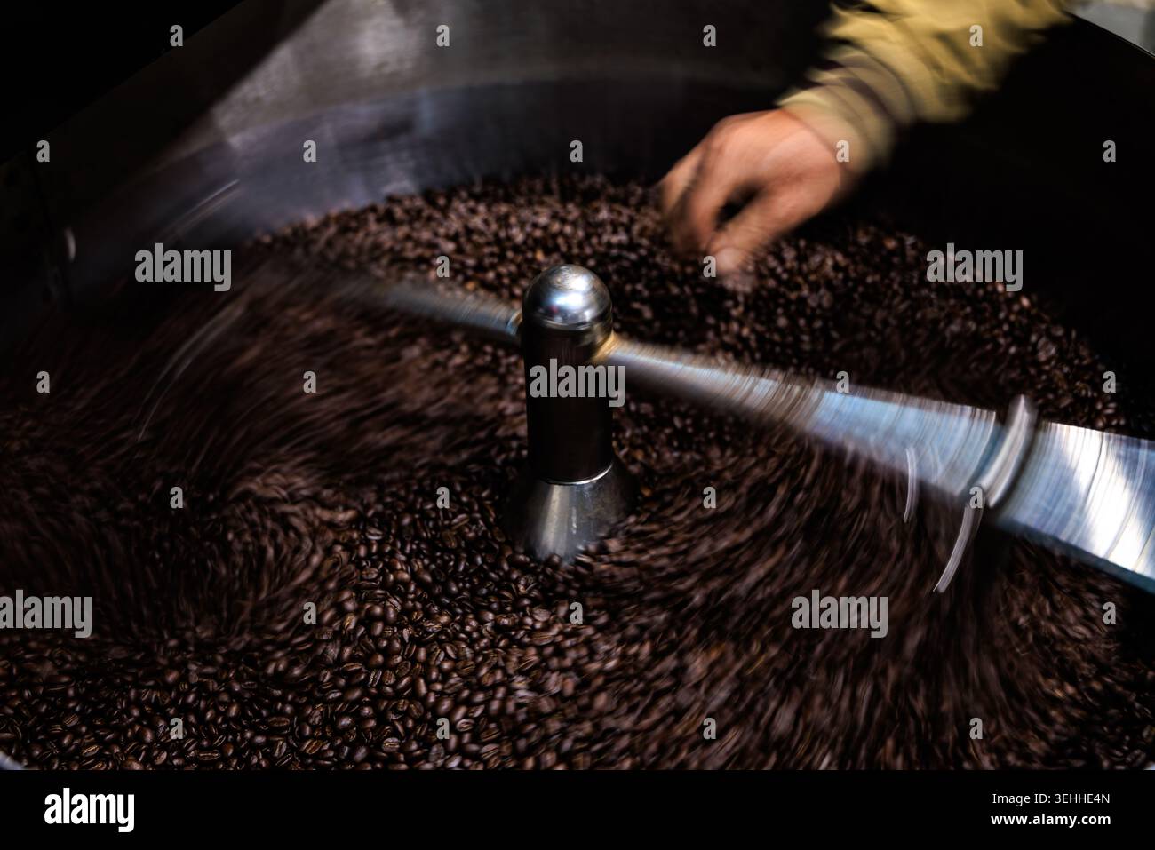 Un artigiano ispeziona i chicchi di caffè tostati scuri ruotando in una macchina di raffreddamento industriale professionale per la produzione di bevande speciali. Foto Stock