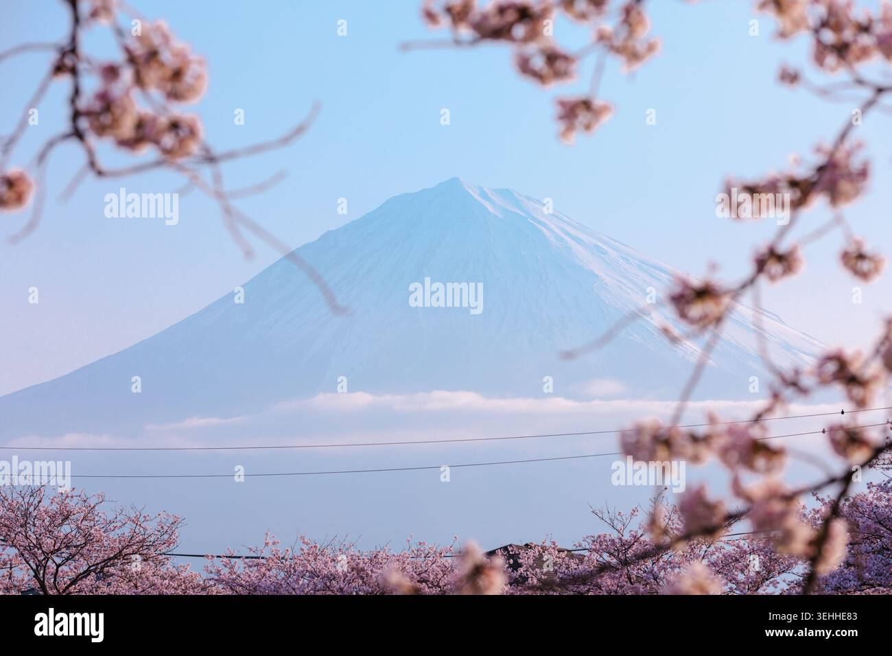Una vista panoramica di un iconico vulcano incorniciato da morbidi fiori di ciliegio rosa che evidenziano la bellezza stagionale e l'estetica naturale della landsca giapponese Foto Stock
