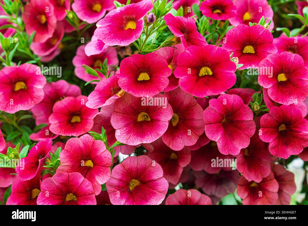 Primo piano di vivaci fiori rosa Calibrachoa, che mostrano la loro delicata bellezza e i dettagli intricati Foto Stock