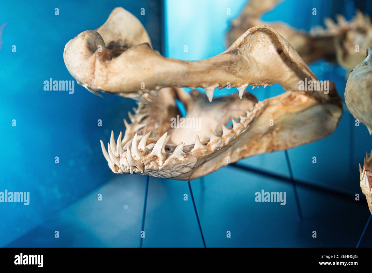 Primo piano dell'osso della mascella di squalo con denti affilati, che mostra la struttura scheletrica dei predatori e d Foto Stock