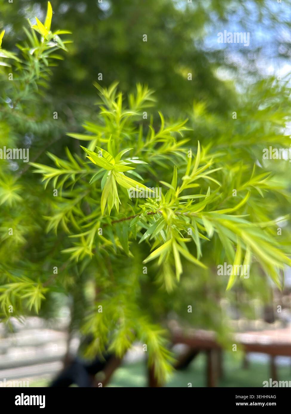 Primo piano di foglie ornamentali verdi fresche con luce solare soffusa e sfondo naturale sfocato, che mostra delicate foglie simili ad aghi in un ghar tropicale - Immagine stock catturata con smartphone