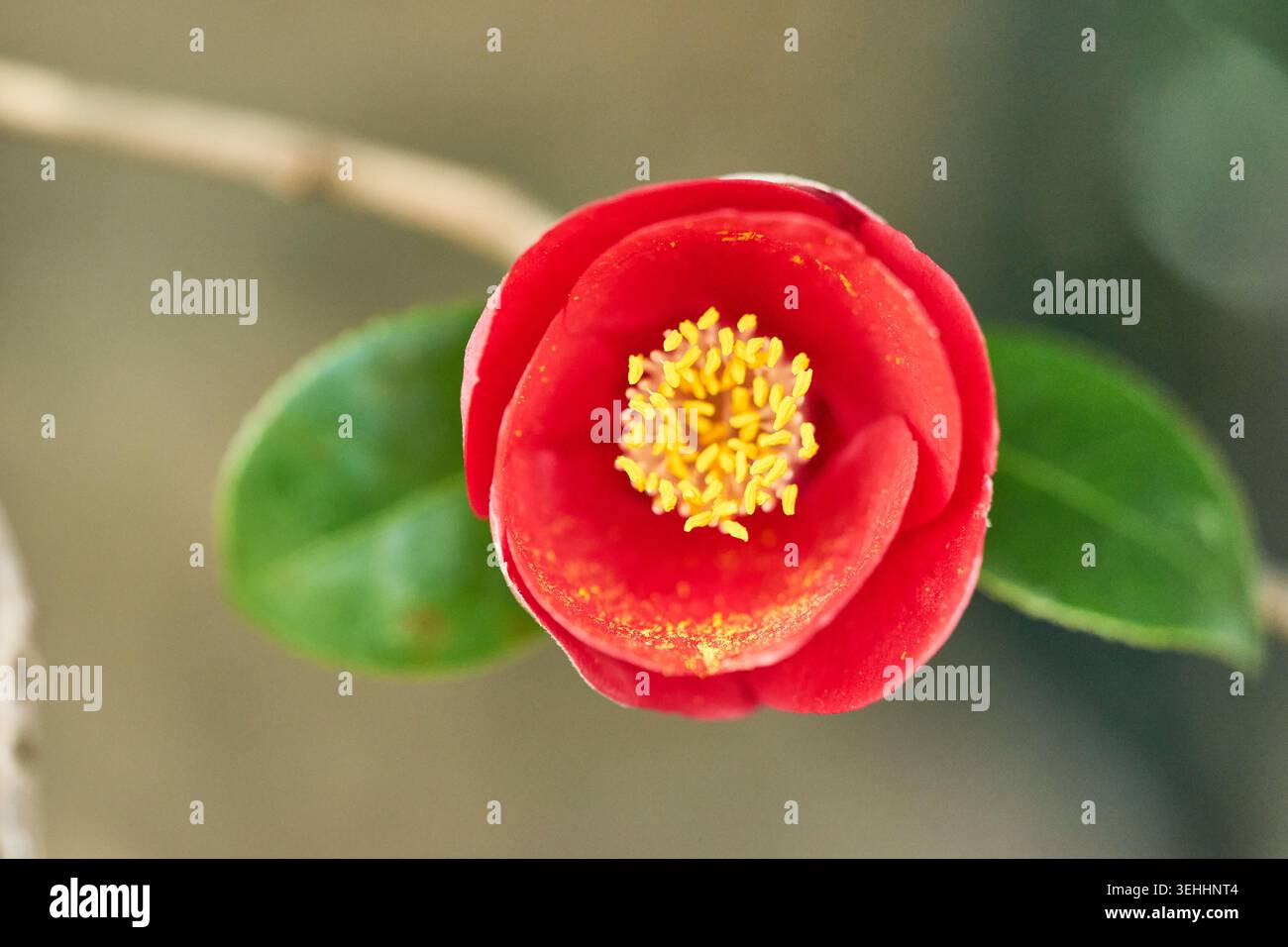 Le immagini macro catturano vivaci camelie rosse sull'isola di Jeju. I fiori fioriti sui rami e i fiori caduti sul suolo vulcanico evidenziano la bellezza invernale. Foto Stock