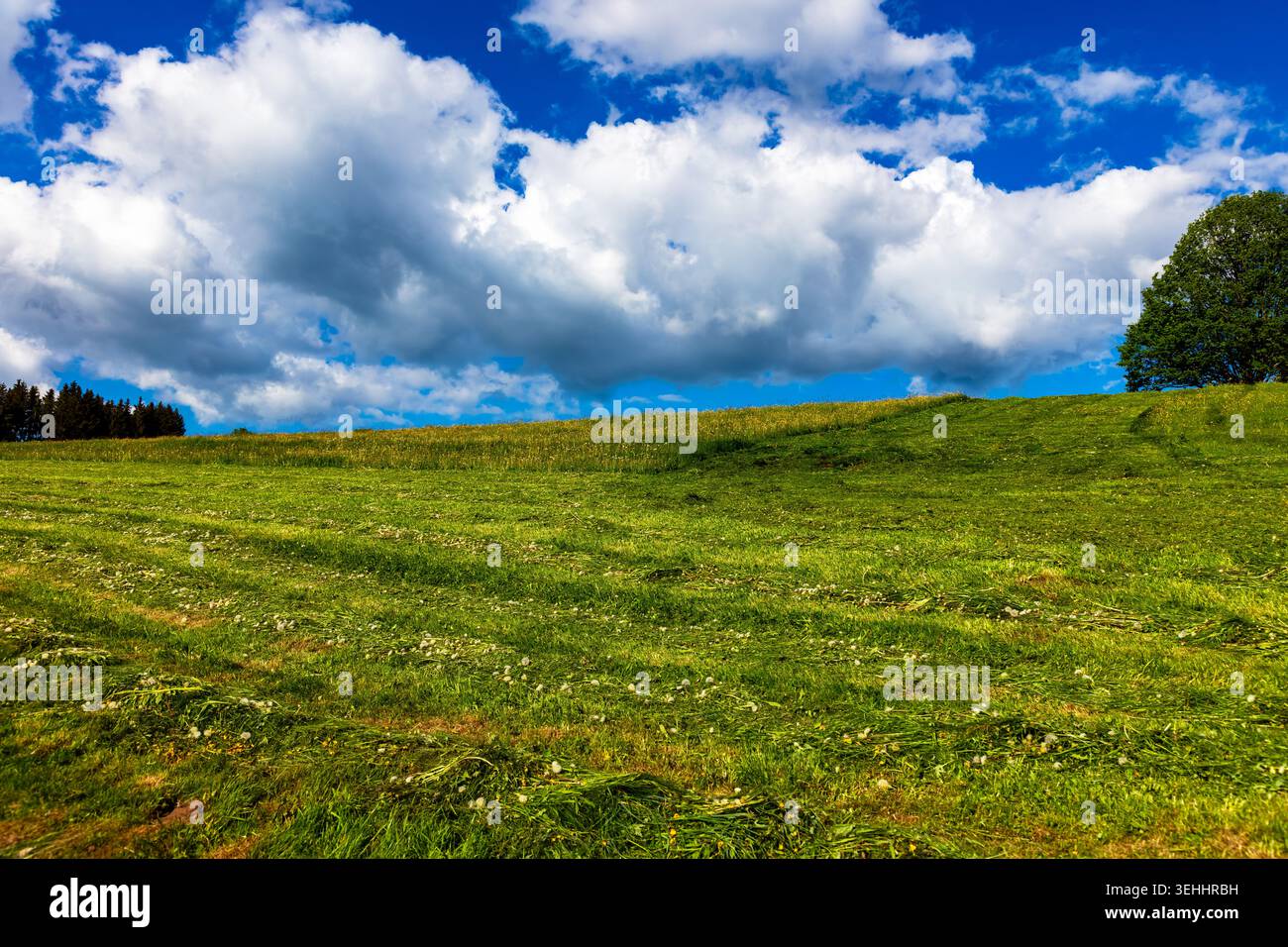 Prato di montagna appena tagliato nella Foresta Nera, Baden-Wuerttemberg, Germania Foto Stock