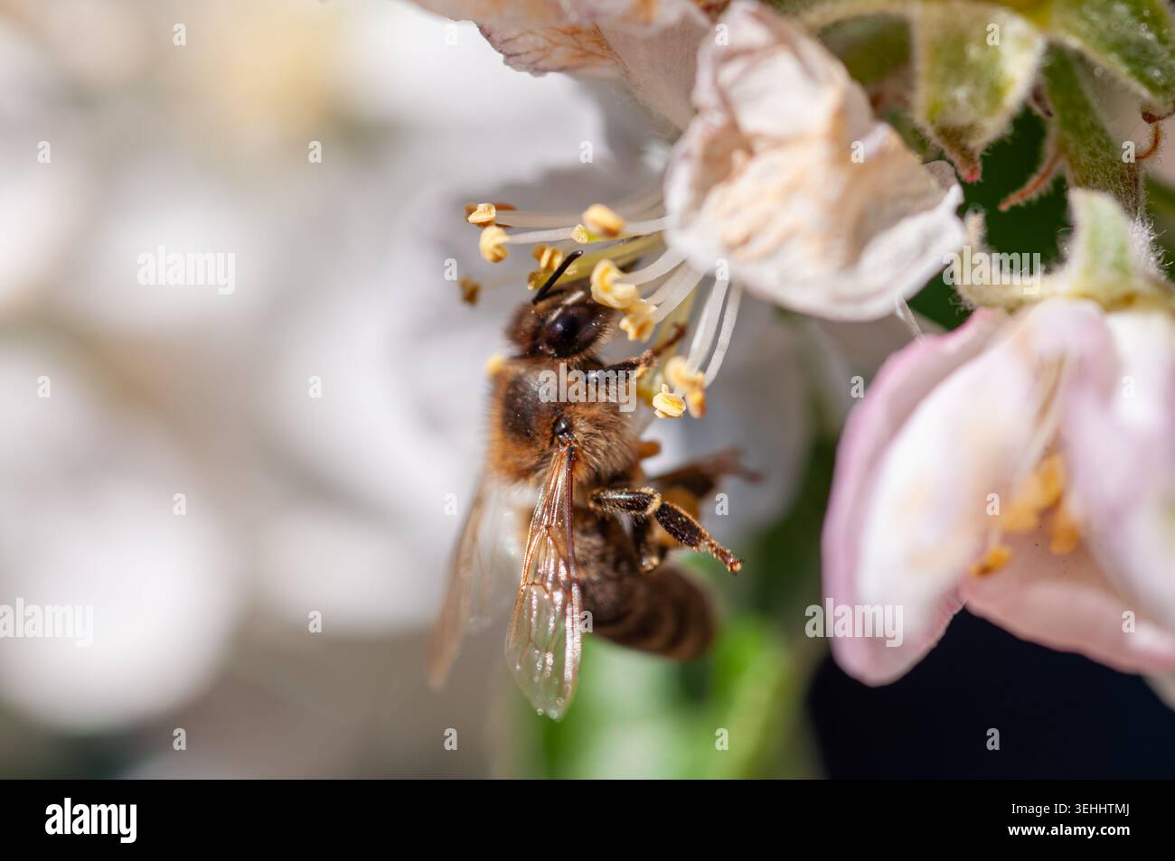 Un'ape di miele fuzzy con ali trasparenti si sta attivamente alimentando sulla stalla e sui petali di un fiore in fiore, mostrando dettagli intricati della natura Foto Stock