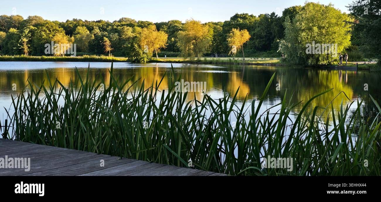 La luce del sole filtra tra tra lussureggianti alberi verdi lungo i tranquilli corsi d'acqua olandesi nella campagna dei Paesi Bassi. - Immagine stock catturata con smartphone