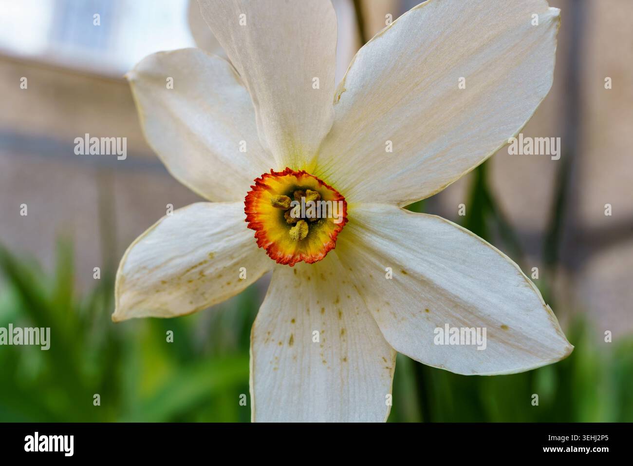 Un Narciso di fiori bianchi con un centro rosso sta fiorendo in un giardino in primavera. I petali luminosi si distinguono tra le foglie verdi Foto Stock