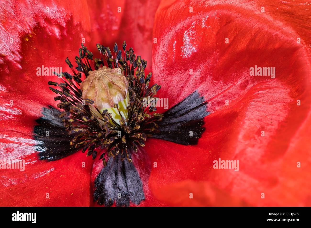 Primo piano macro estremo di un vivace fiore di papavero rosso, che mostra stami dettagliati, polline e motivo centrale nero Foto Stock