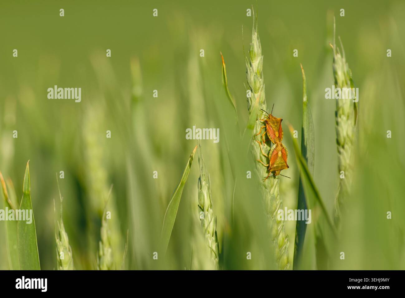 Coppia di insetti schermati che si accoppiano su un orecchio di grano verde in un campo di cereali Foto Stock