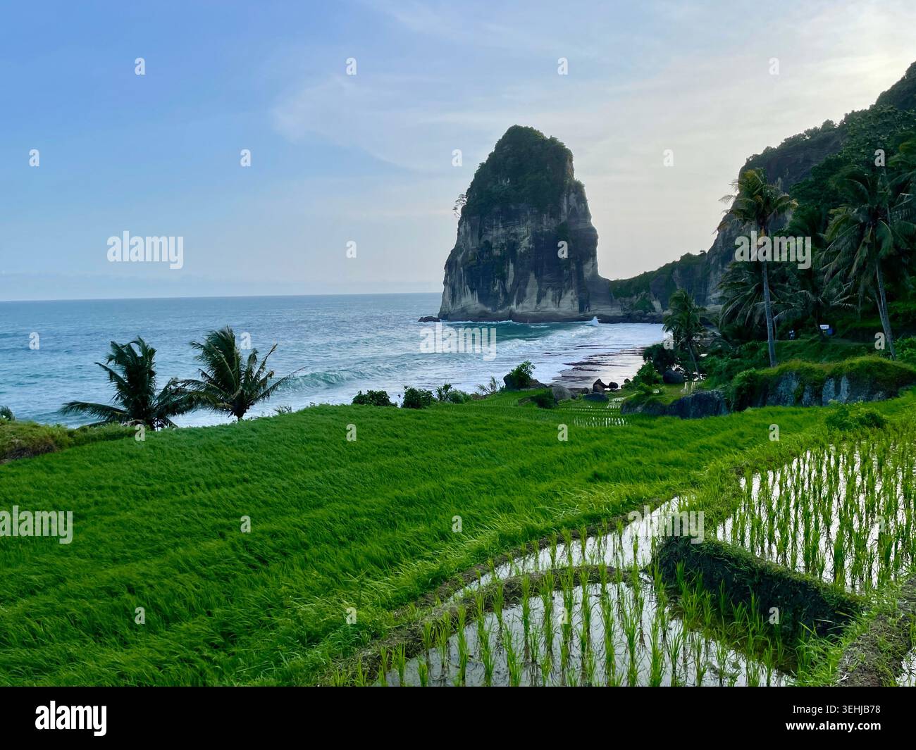 Uno splendido paesaggio panoramico di Pangasan Beach a Pacitan, Giava orientale, che mostra vivaci risaie verdi proprio accanto all'oceano blu, con una maestosa - Immagine stock catturata con smartphone