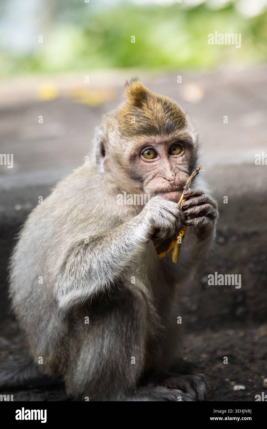 Giovane scimmia macaca curiosa che tiene il cibo in un ritratto ravvicinato a Bali, Indonesia. Foto Stock
