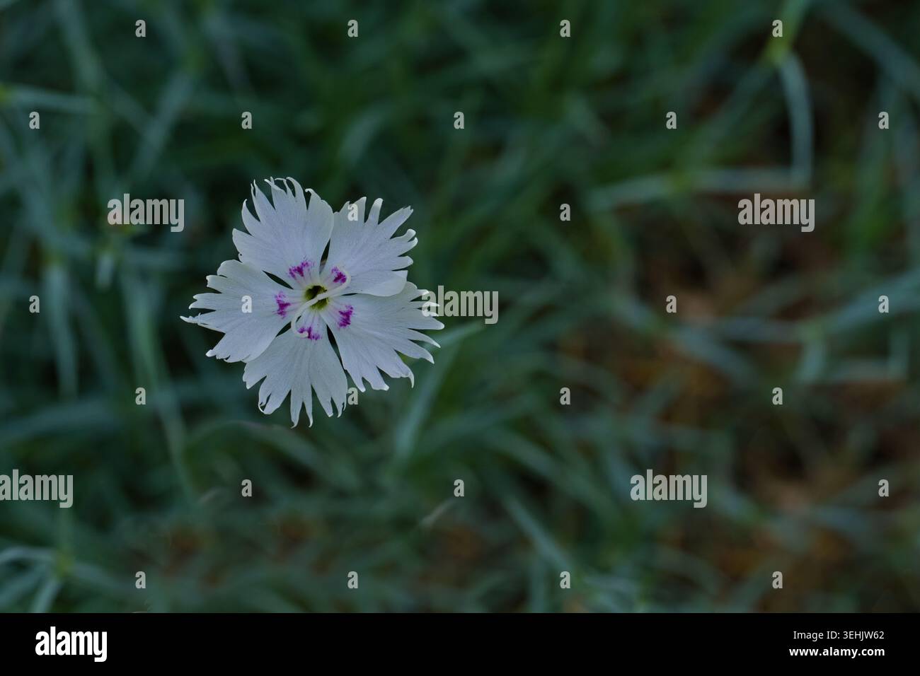 Dianthus plumarius ad anello bianco e rosa, spicchio rosa, in fiore. Foto Stock