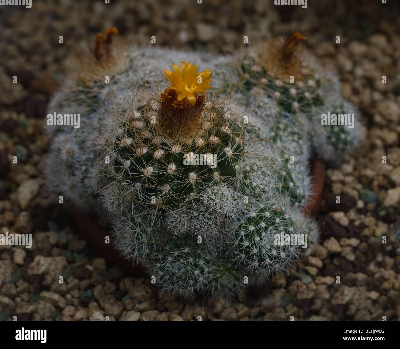 Cactus, Parodia maranana con il fiore giardino botanico KIT Karlsruhe, Baden Wuerttemberg, Germania Foto Stock
