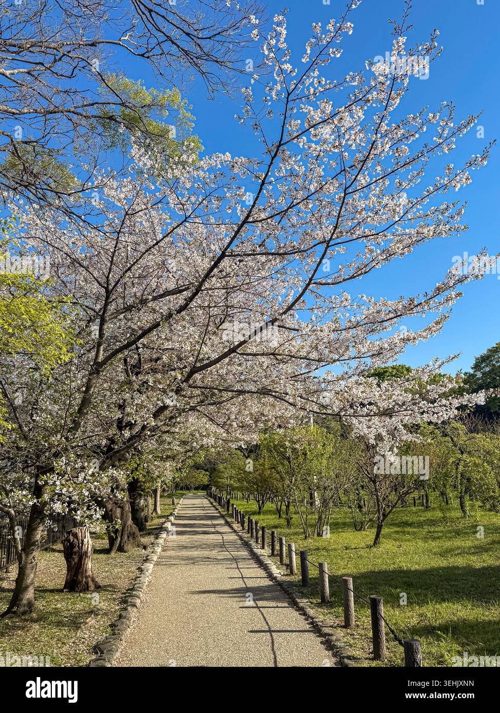 Alberi di ciliegio in fiore lungo un sentiero tranquillo del parco a Tokyo, Giappone, sotto un cielo azzurro limpido in primavera. Foto Stock