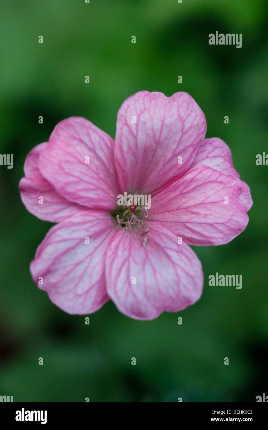 Close-up macro di un fiore di Geranio Oxonianum Hardy rosa con venature dettagliate e sfondo sfocato verde morbido Foto Stock