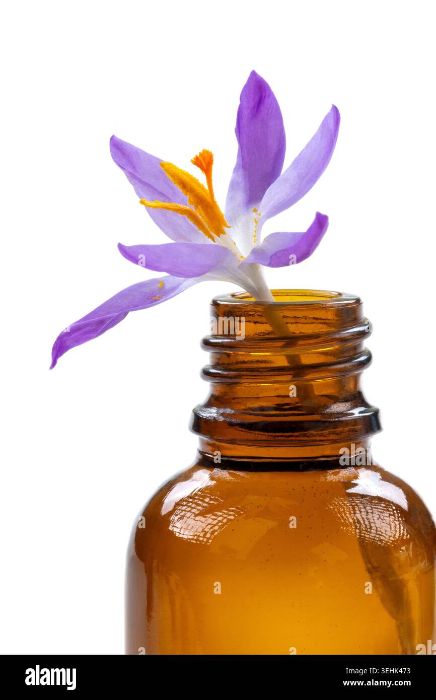 Un fiore di zafferano (Crocus sativus) è collocato all'interno di una bottiglia di vetro marrone aperta su sfondo bianco. Foto Stock