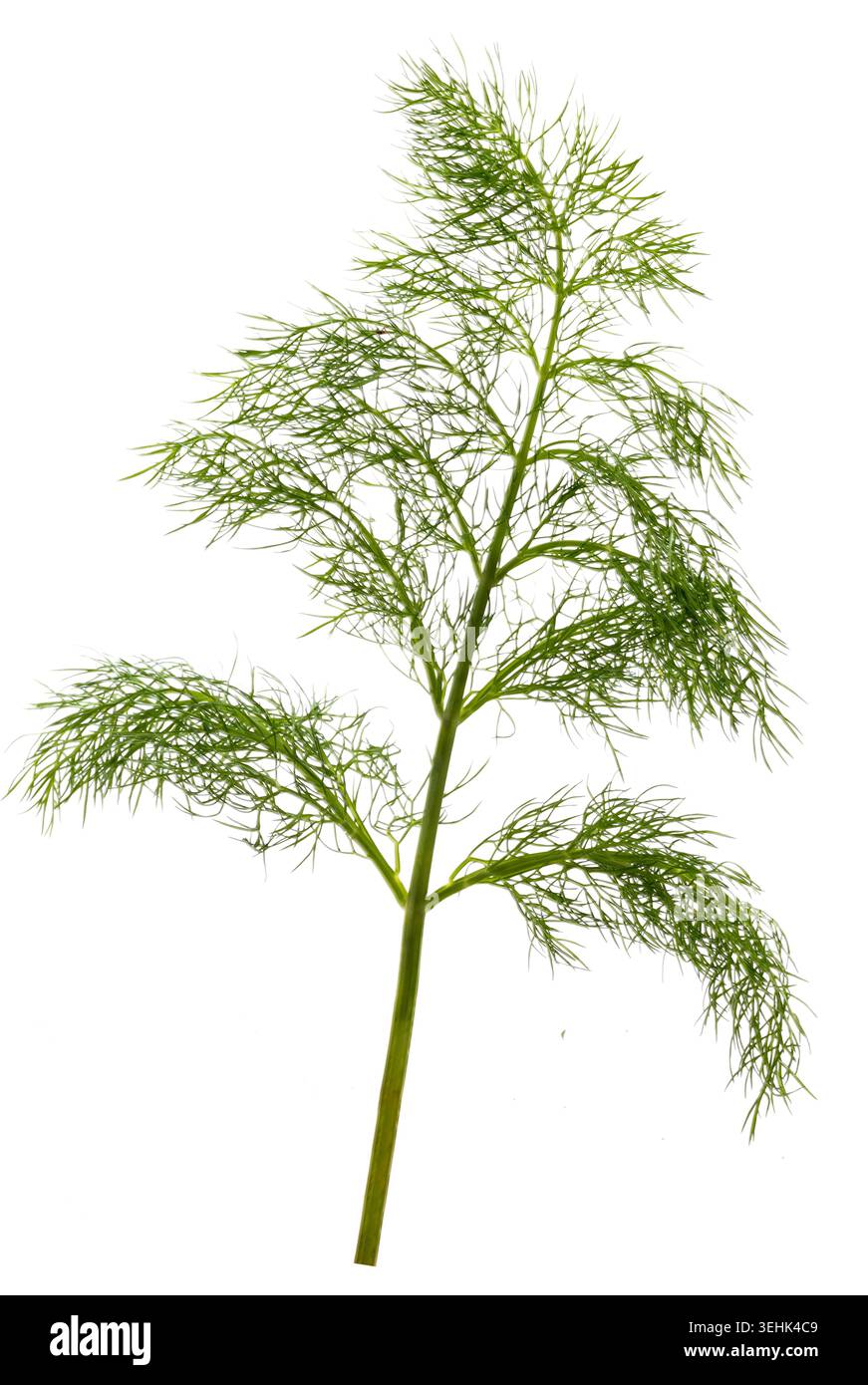 Uno stelo verde e foglie di aneto finemente divise, simili a fili (Anethum graveolens) su sfondo bianco. Foto Stock