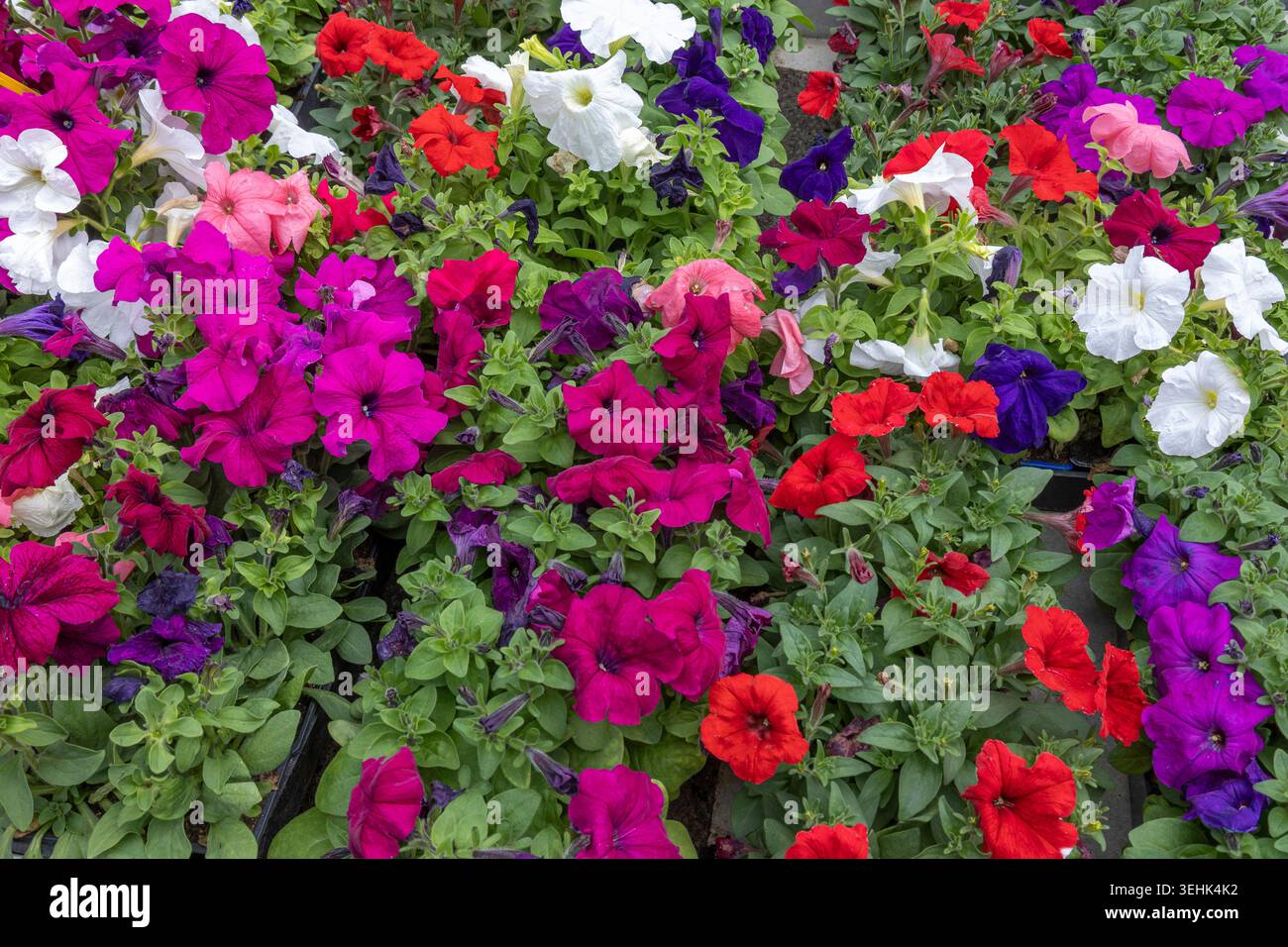 Una varietà di petunie rosse, bianche, rosa e viola (Petunia hybrida) con foglie verdi. Foto Stock